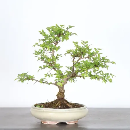 Siberian elm "Ulmus pumila" 4-10