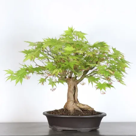 Érable du japon " ACER PALMATUM" 7-12 (cultivar non identifié)
