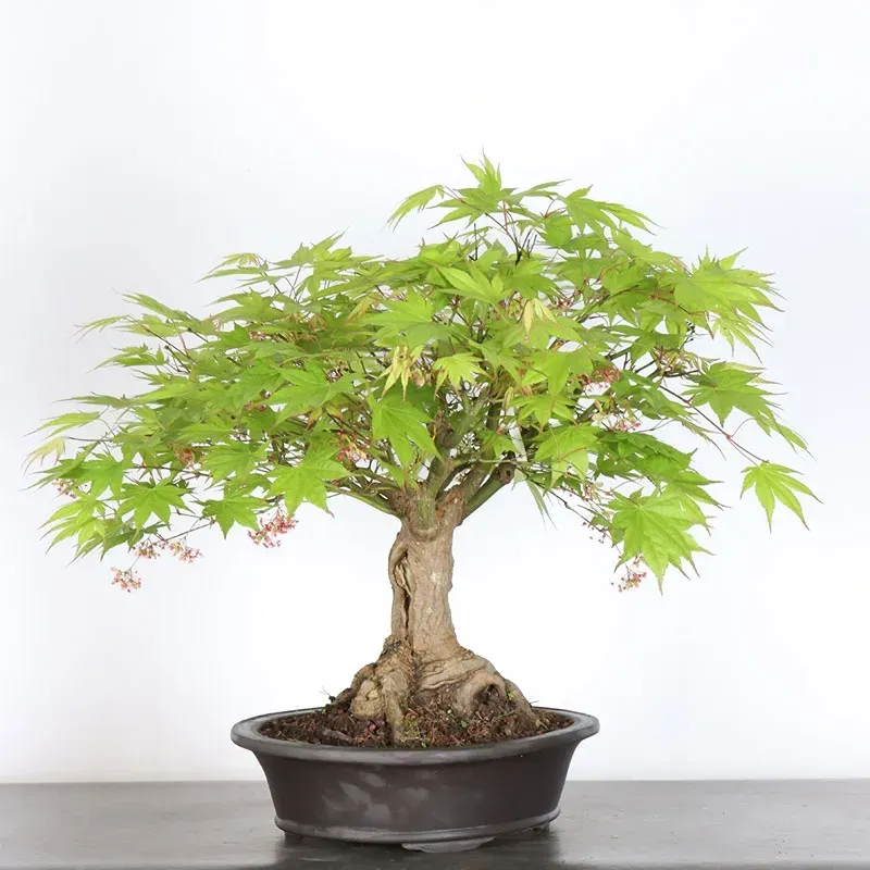 image supplémentaire - Érable du japon " ACER...