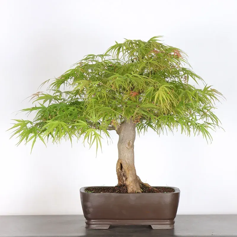 image supplémentaire - Érable du japon " ACER...