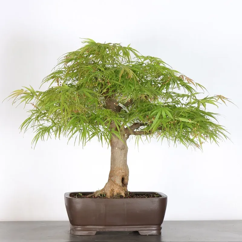 Érable du japon " ACER PALMATUM" 7-10 (cultivar non identifié)