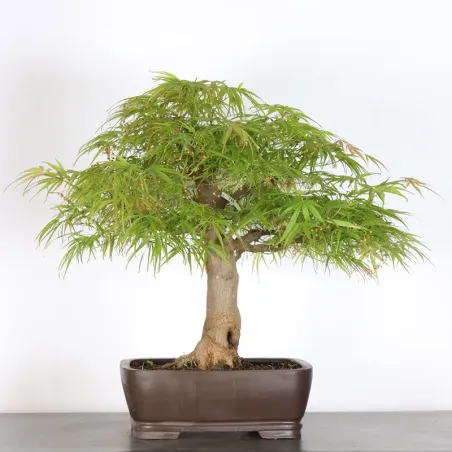 Érable du japon " ACER PALMATUM" 7-10 (cultivar non identifié)