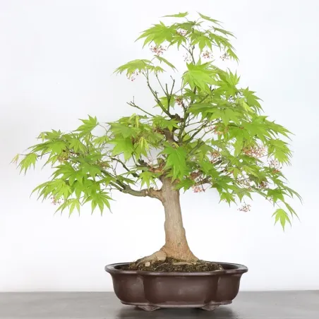 Érable du japon " ACER PALMATUM" 7-2 (cultivar non identifié)