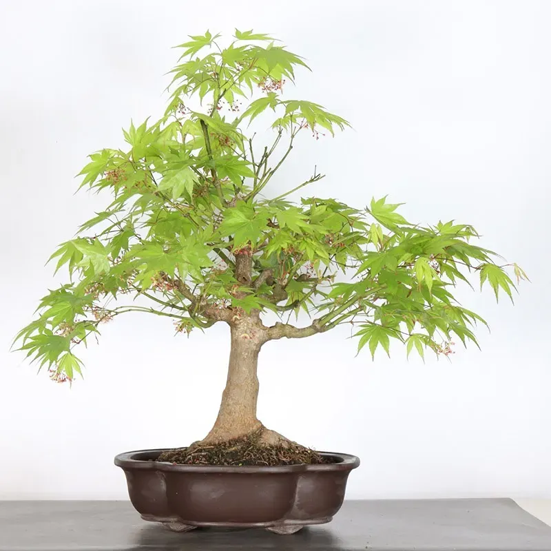 image supplémentaire - JAPANESE MAPLE "ACER...