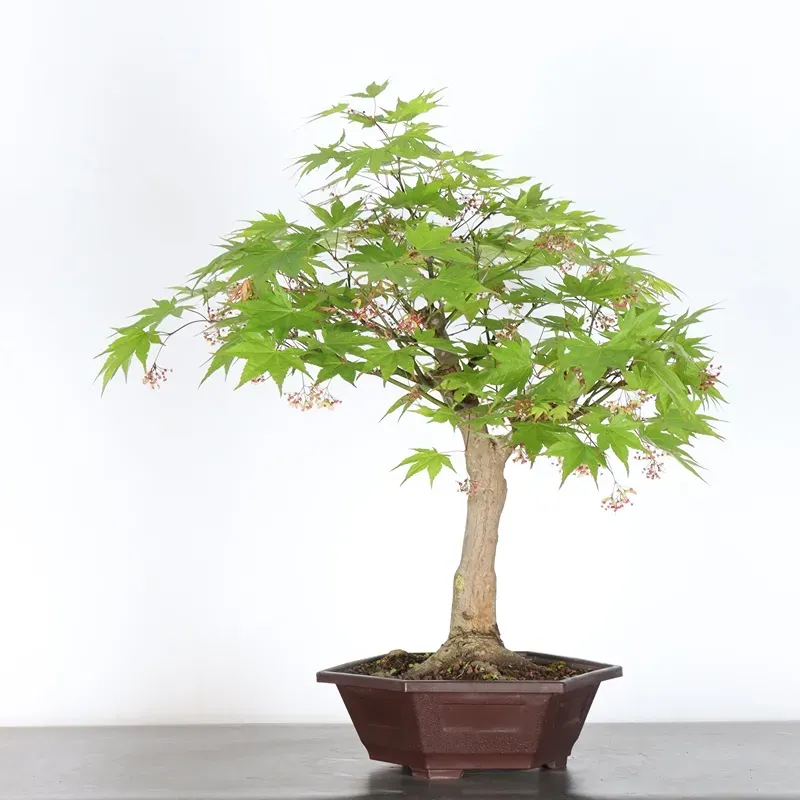 JAPANESE MAPLE "ACER PALMATUM" 7-1 (unknown cultivar)