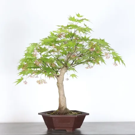 image supplémentaire - Érable du japon " ACER...