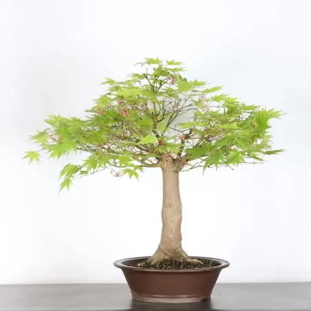 JAPANESE MAPLE "ACER PALMATUM" 7-7 (unknown cultivar)