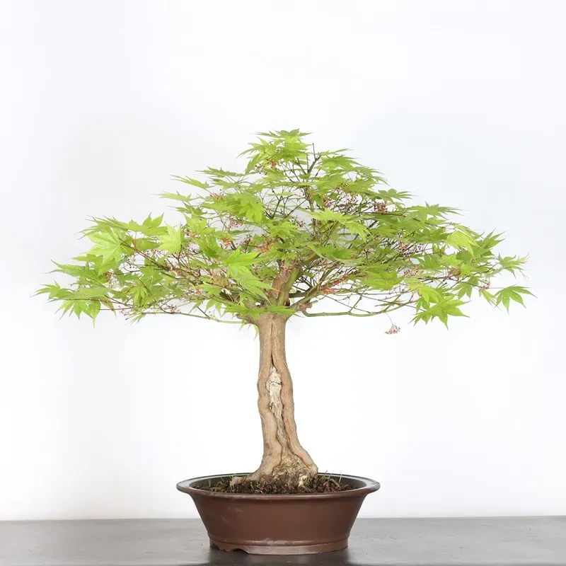 image supplémentaire - Érable du japon " ACER...