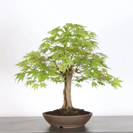 JAPANESE MAPLE "ACER PALMATUM" 7-5 (unknown cultivar)