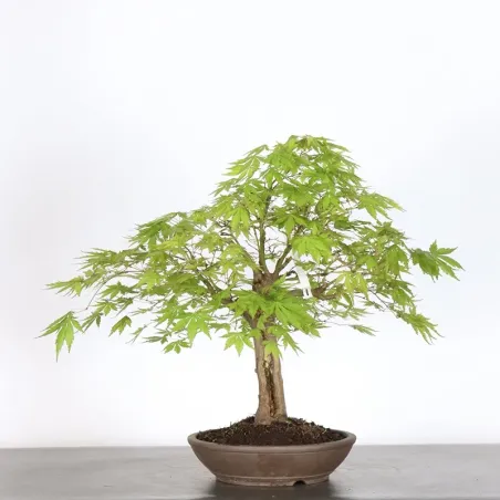 image supplémentaire - Érable du japon " ACER...