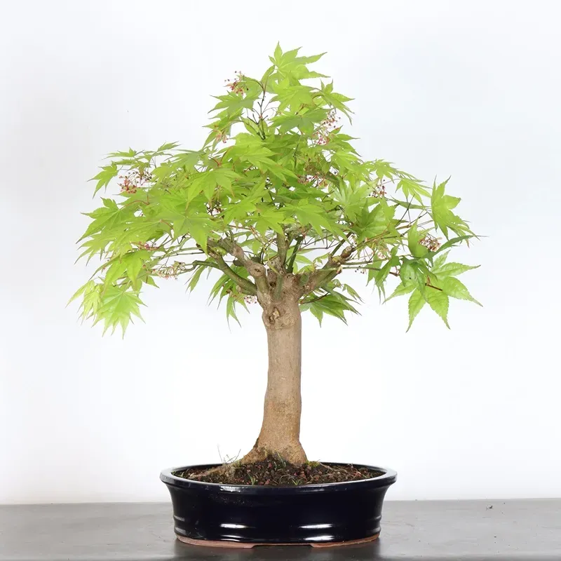Maple Bonsai Palmatum Atropurpureum AA-1-8