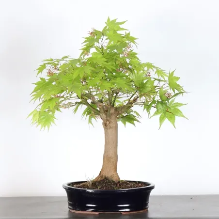 Bonsai Erable Palmatum Atropurpureum AA-1-8