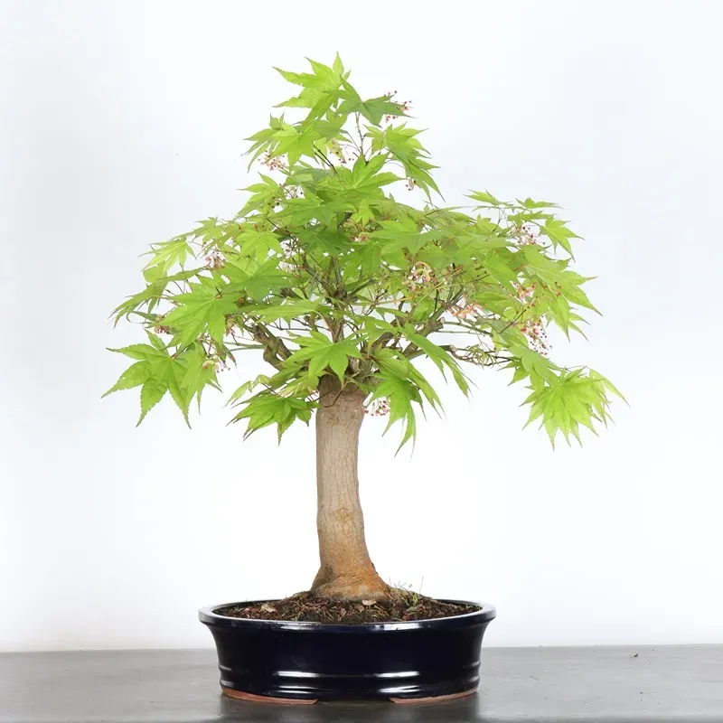 image supplémentaire - Érable du japon " ACER...