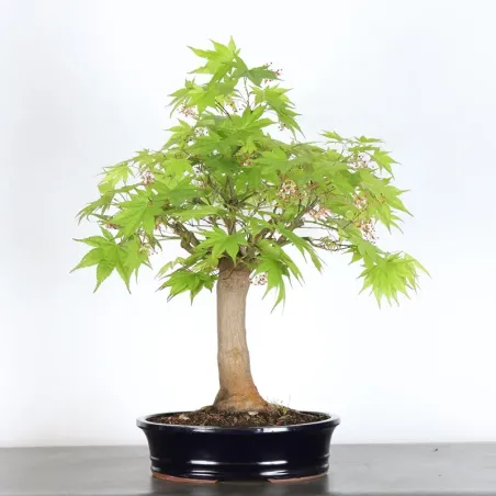 image supplémentaire - Érable du japon " ACER...