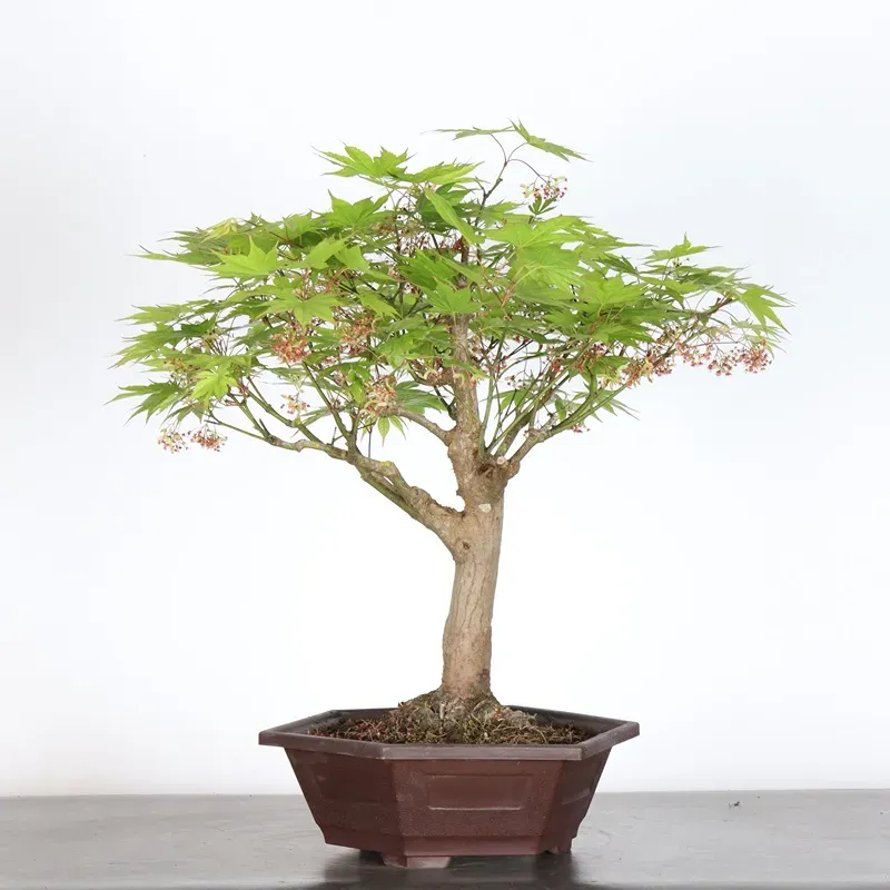 image supplémentaire - Érable du japon " ACER...