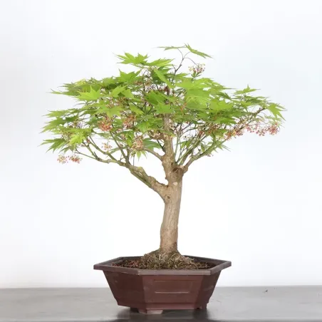 image supplémentaire - JAPANESE MAPLE "ACER...