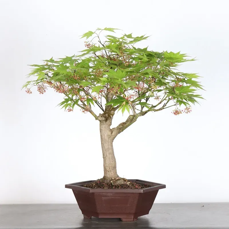Bonsai Erable Palmatum Atropurpureum AA-1-9