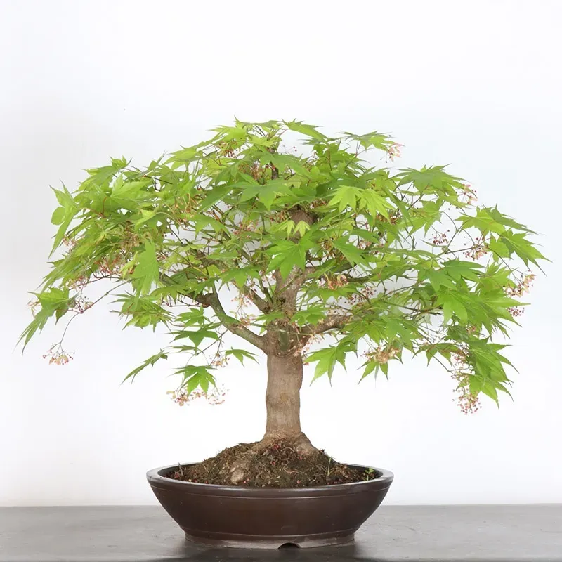 Érable du japon " ACER PALMATUM" 7-11 (cultivar non identifié)