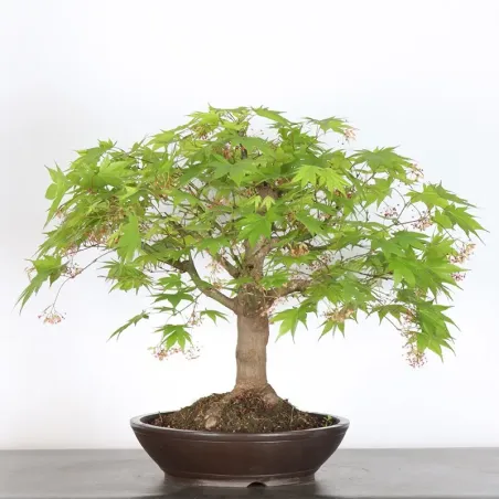 JAPANESE MAPLE "ACER PALMATUM" 7-11 (unknown cultivar)