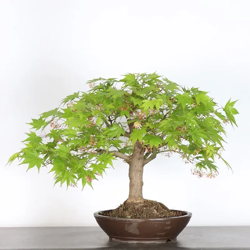 image supplémentaire - Érable du japon " ACER...