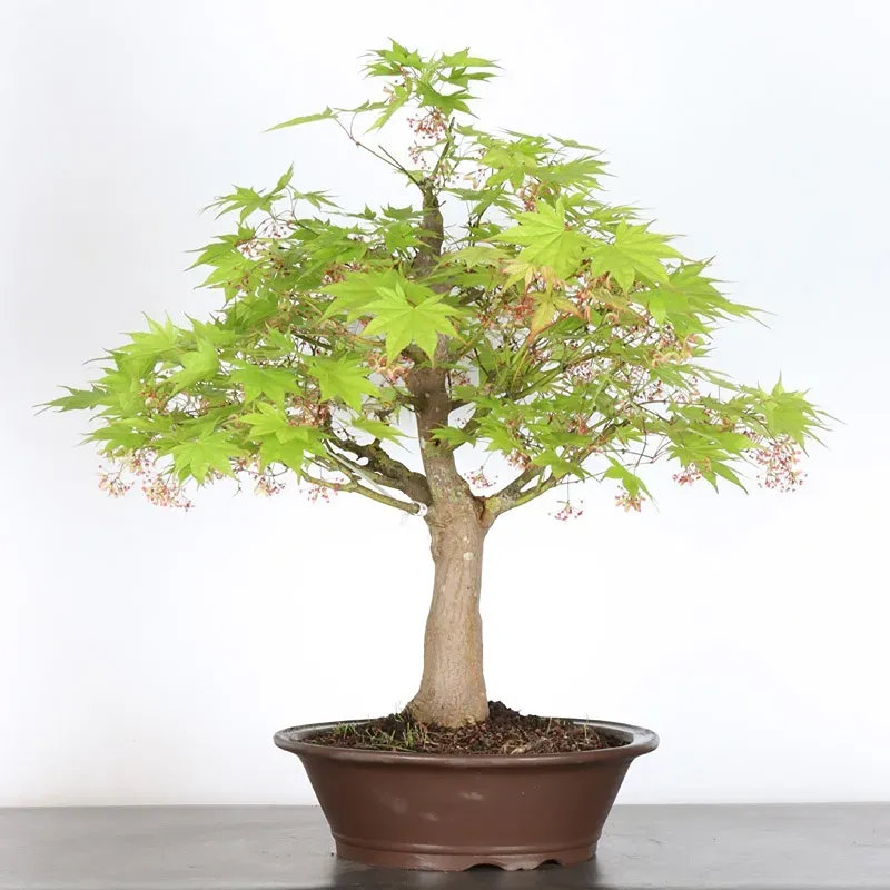 image supplémentaire - Érable du japon " ACER...