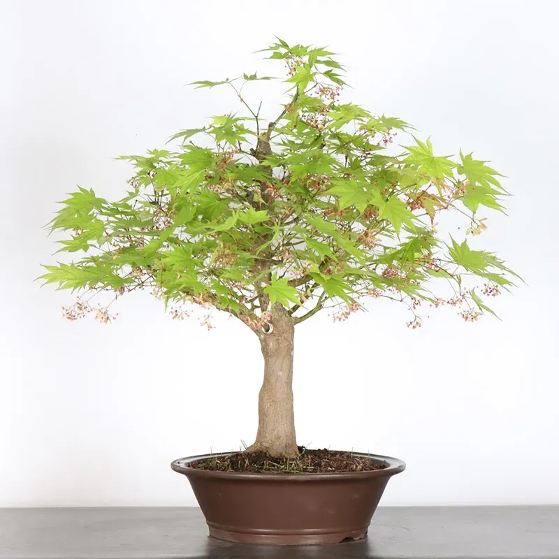JAPANESE MAPLE "ACER PALMATUM" 7-13 (unknown cultivar)