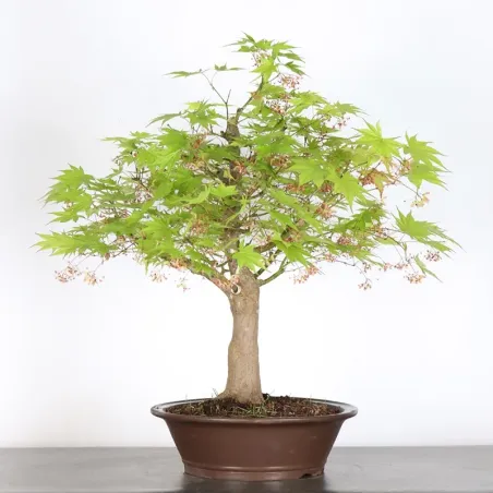 Érable du japon " ACER PALMATUM" 7-13 (cultivar non identifié)