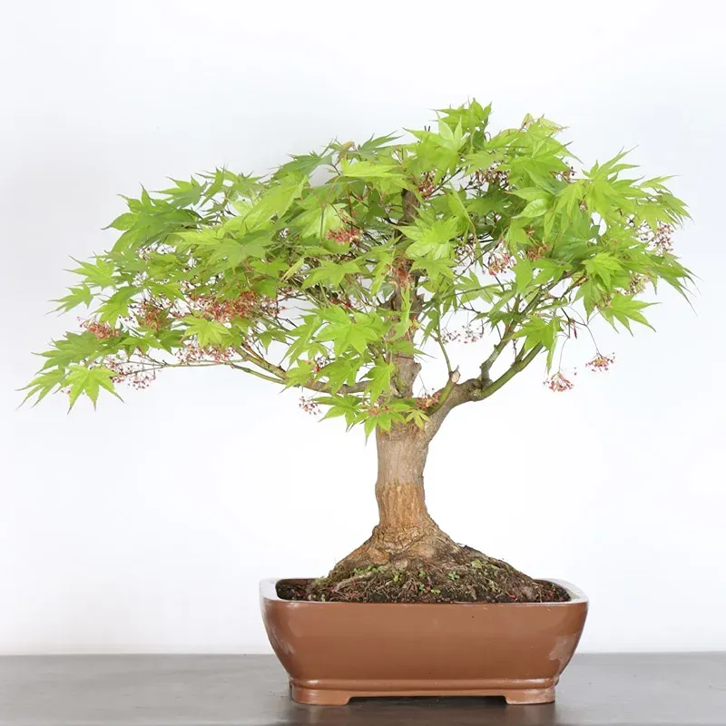 Érable du japon " ACER PALMATUM" 7-4 (cultivar non identifié)