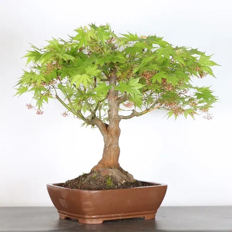 image supplémentaire - Érable du japon " ACER...