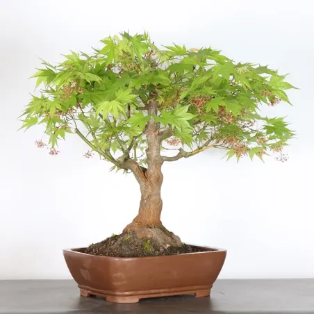 image supplémentaire - JAPANESE MAPLE "ACER...
