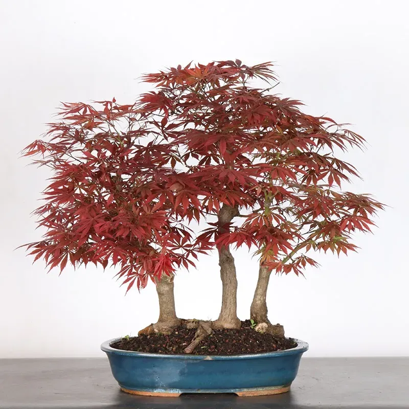 Bonsai Erable Atropurpureum AA-1-11