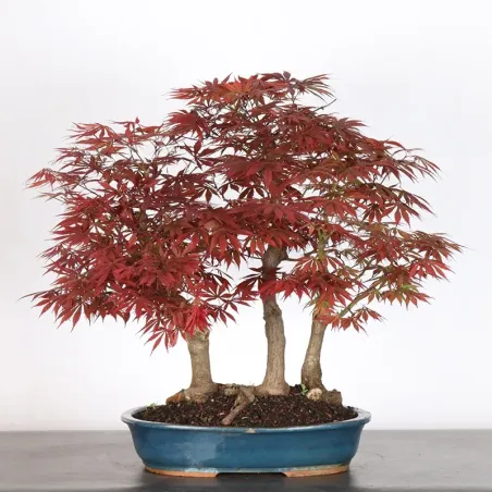 Bonsai Erable Atropurpureum AA-1-11