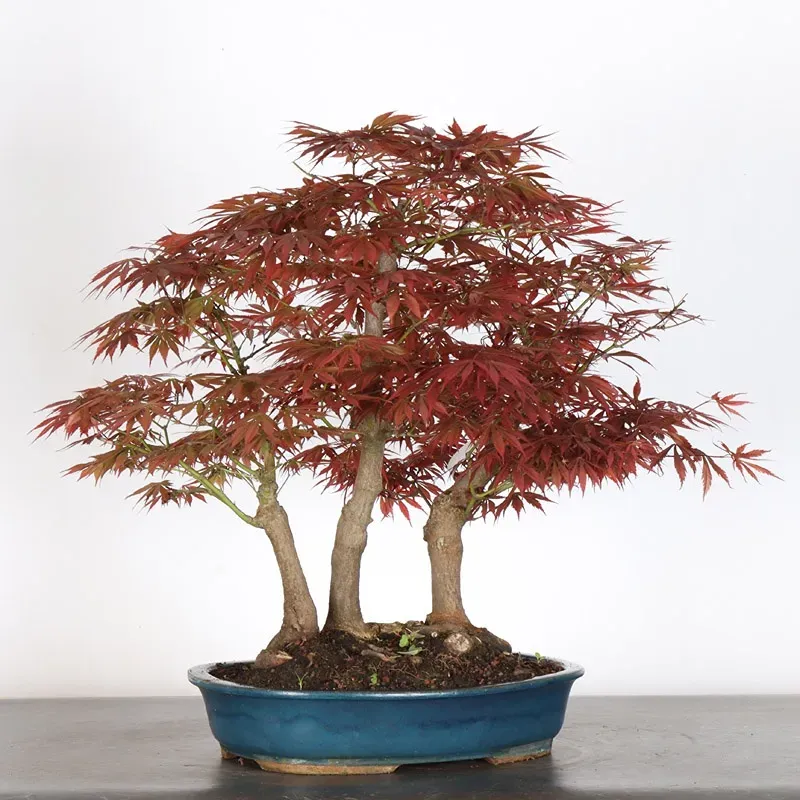 image supplémentaire - JAPANESE MAPLE FOREST "ACER...