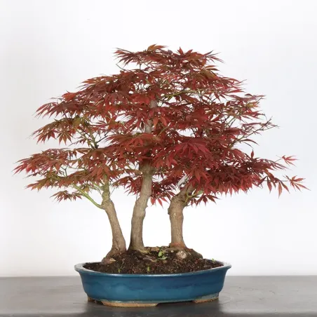 image supplémentaire - Forêt Érable du japon "...