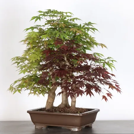 image supplémentaire - Forêt érable du japon "...