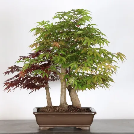 japanese maple forest "acer atropurpureum" 2-6