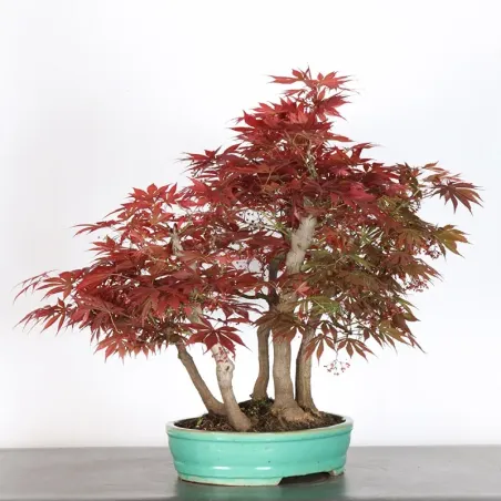 image supplémentaire - Forêt Érable du japon "...