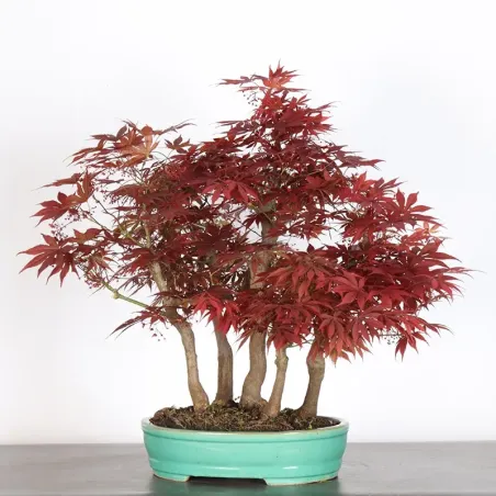 JAPANESE MAPLE FOREST "ACER ATROPURPUREUM" 2-2