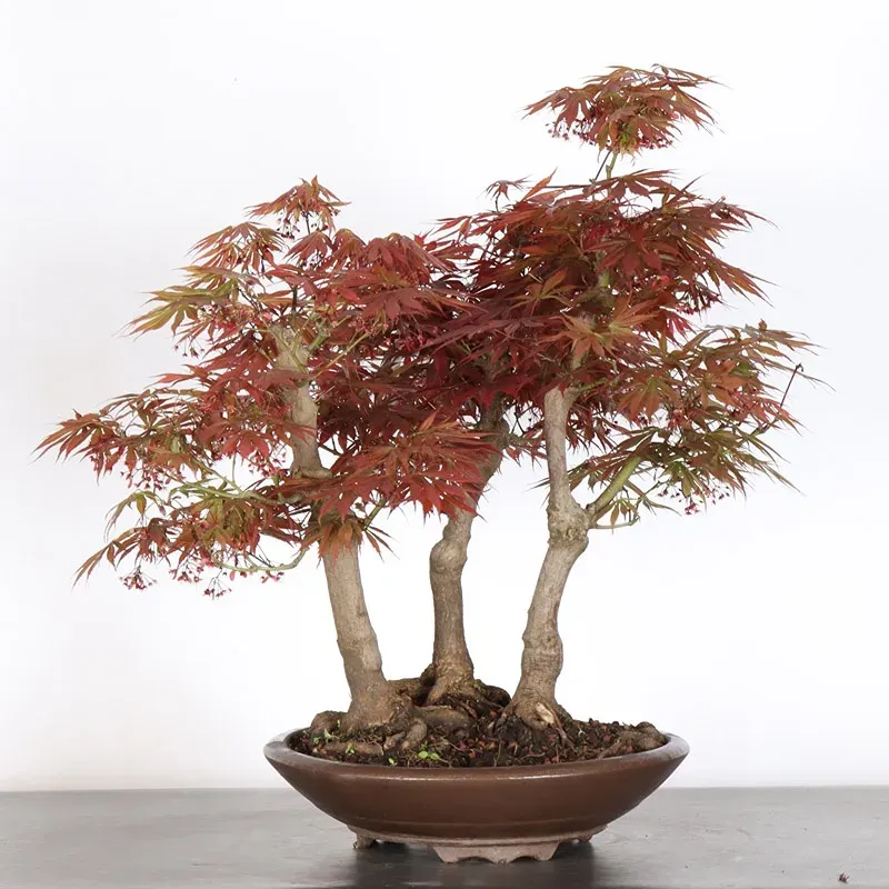 image supplémentaire - Forêt érable du japon "...