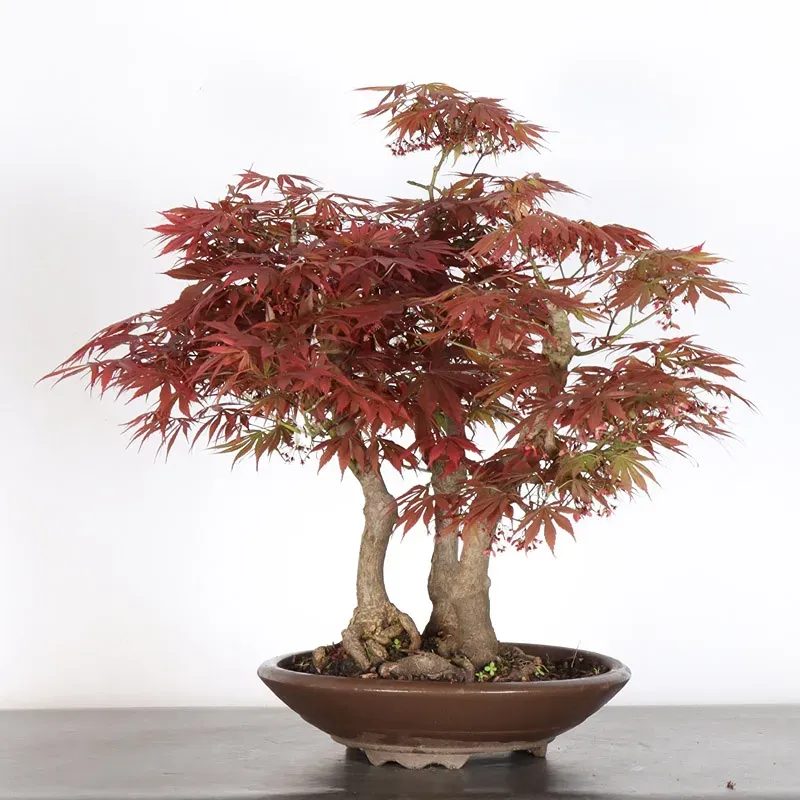Bonsai Erable Palmatum Atropurpureum AA-2-4