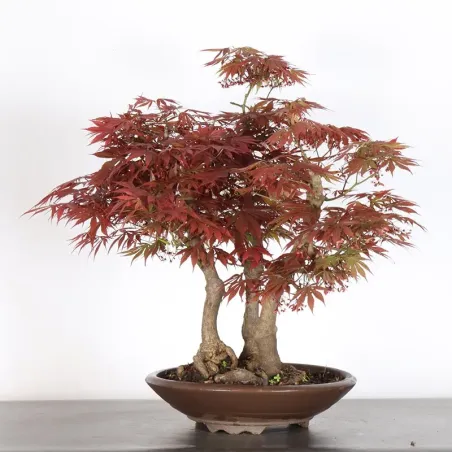 Bonsai Erable Palmatum Atropurpureum AA-2-4