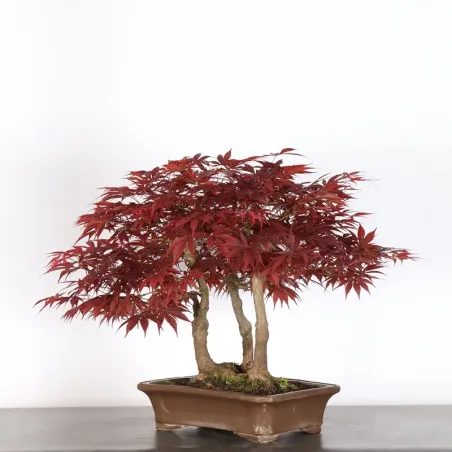 image supplémentaire - Forêt Érable du japon "...