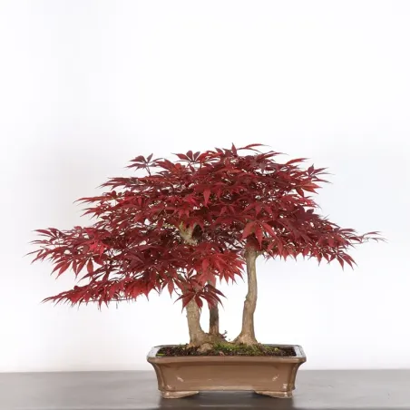 Bonsai Erable Palmatum Atropurpureum AA-1-10