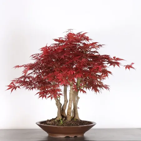 image supplémentaire - japanese maple forest "acer...