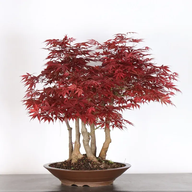 Bonsai Erable Palmatum Atropurpureum AA-2-5