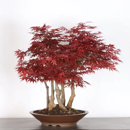 Maple Bonsai Palmatum Atropurpureum AA-2-5