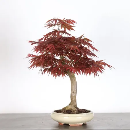Bonsai Erable Palmatum Atropurpureum AA_1-4