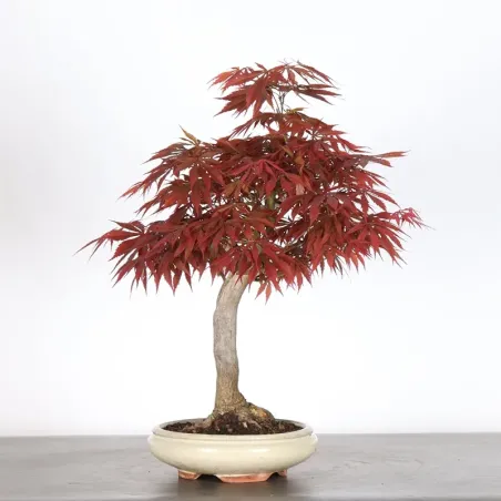 image supplémentaire - Érable du japon " ACER...