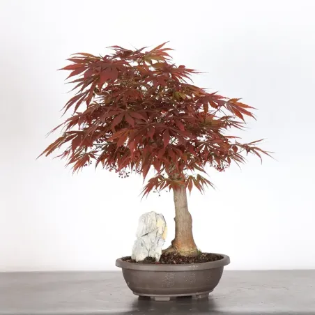 BONSAI JAPANESE MAPLE "ACER ATROPURPUREUM" 1-2