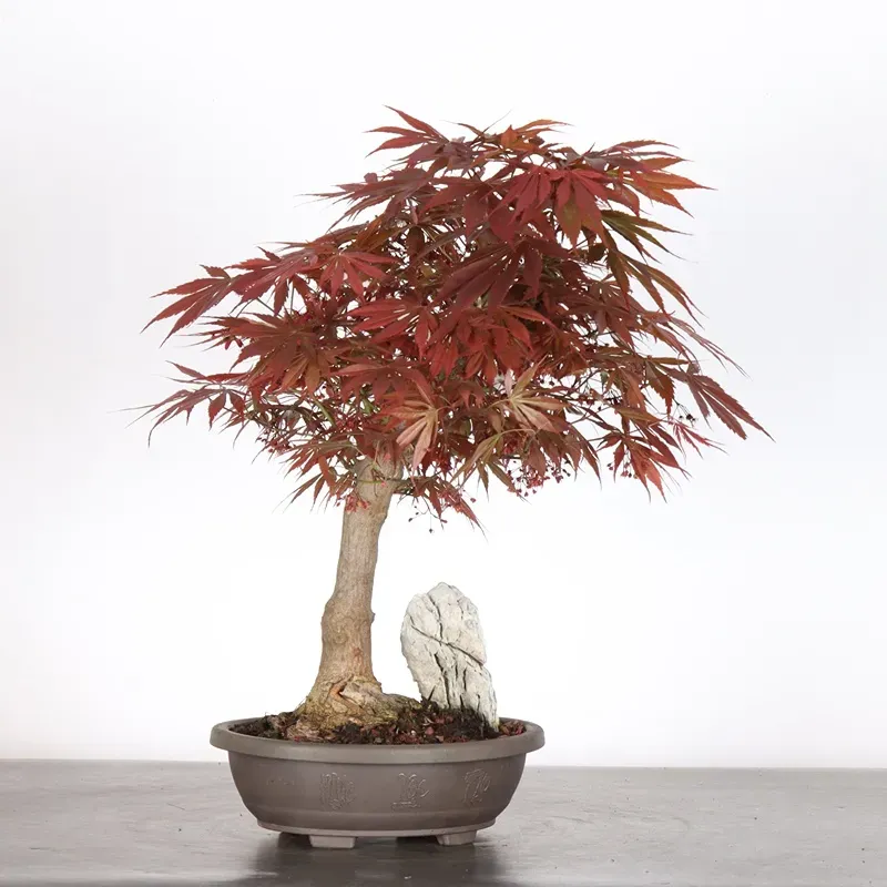 image supplémentaire - Érable du japon " ACER...